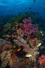 Raja Ampat 2016 - Corail - IMG_4481_rc